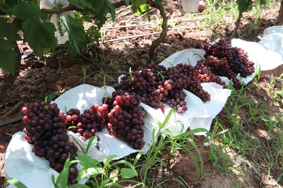 红提葡萄种植技术视频_种植葡萄的视频_红提的栽培管理技术