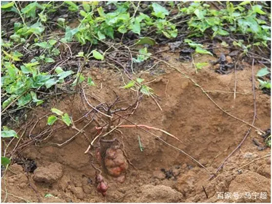 种植首乌技术要求_种植首乌技术有哪些_首乌种植技术