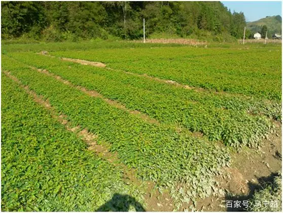 种植首乌技术有哪些_种植首乌技术要求_首乌种植技术