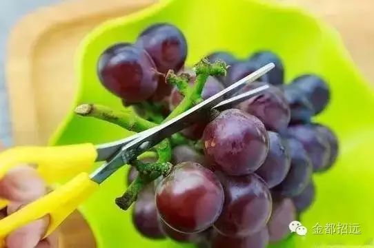 红提葡萄种植技术视频_红提怎样种植_红提的种植技术