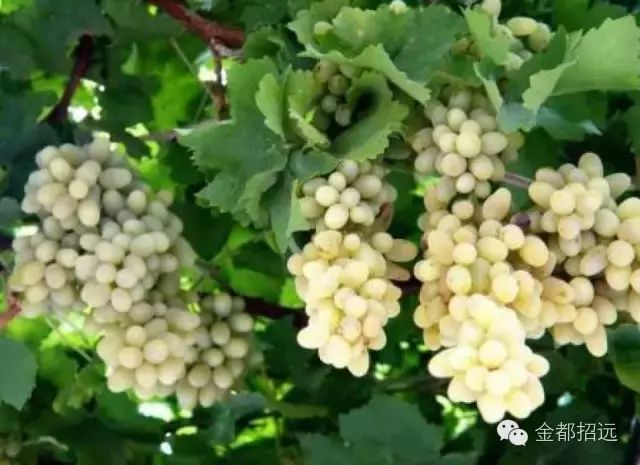 红提的种植技术_红提怎样种植_红提葡萄种植技术视频