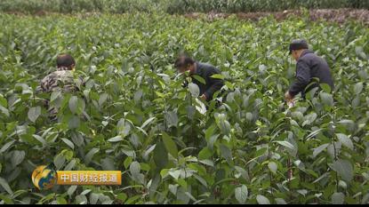 首乌种植技术_种植首乌技术要求_种植首乌技术有哪些