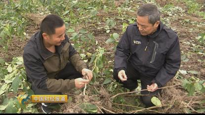 种植首乌技术有哪些_首乌种植技术_种植首乌技术要求