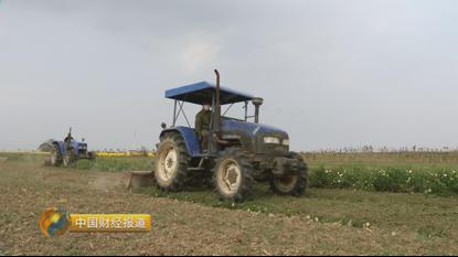种植首乌技术有哪些_首乌种植技术_种植首乌技术要求