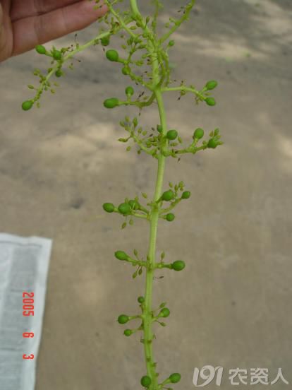 红提葡萄种植技术视频_红提怎样种植_红提王葡萄苗