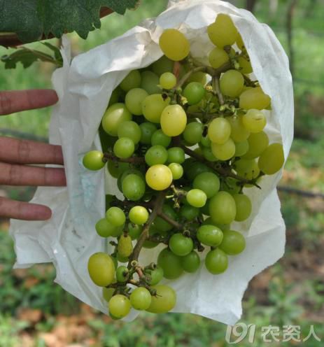 红提葡萄种植技术视频_红提王葡萄苗_红提怎样种植