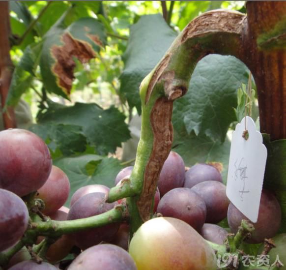 红提王葡萄苗_红提葡萄种植技术视频_红提怎样种植
