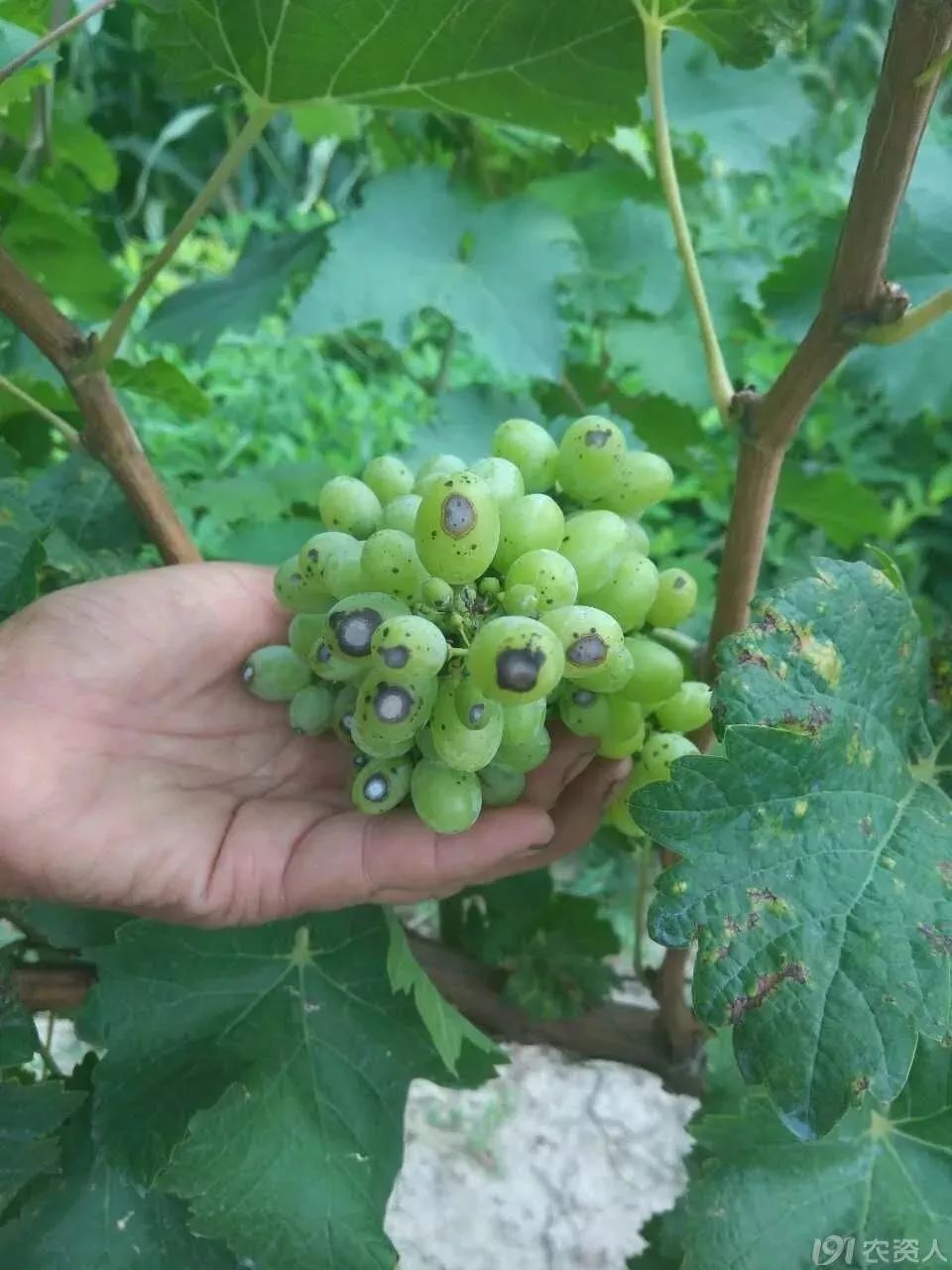 红提怎样种植_红提葡萄种植技术视频_红提王葡萄苗