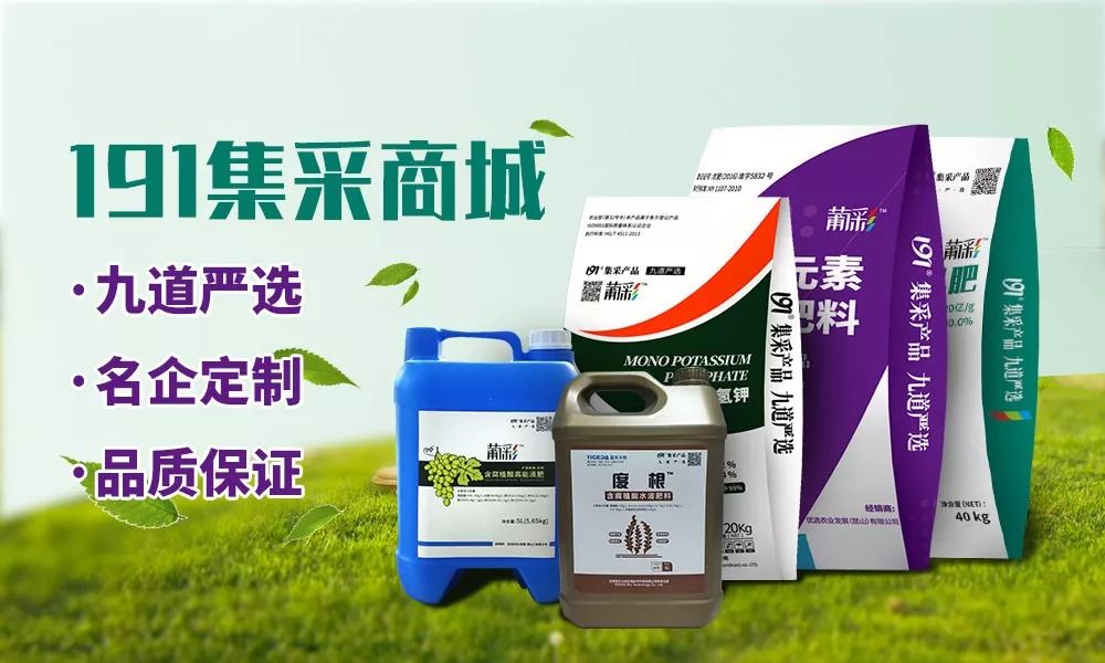 红提葡萄种植技术视频_红提怎样种植_红提王葡萄苗