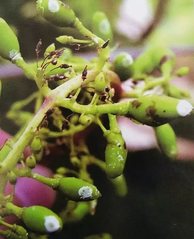 红提怎样种植_红提王葡萄苗_红提葡萄种植技术视频