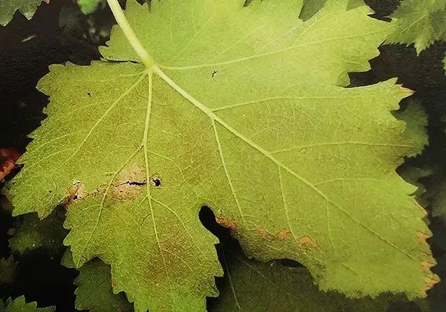 红提葡萄种植技术视频_红提王葡萄苗_红提怎样种植