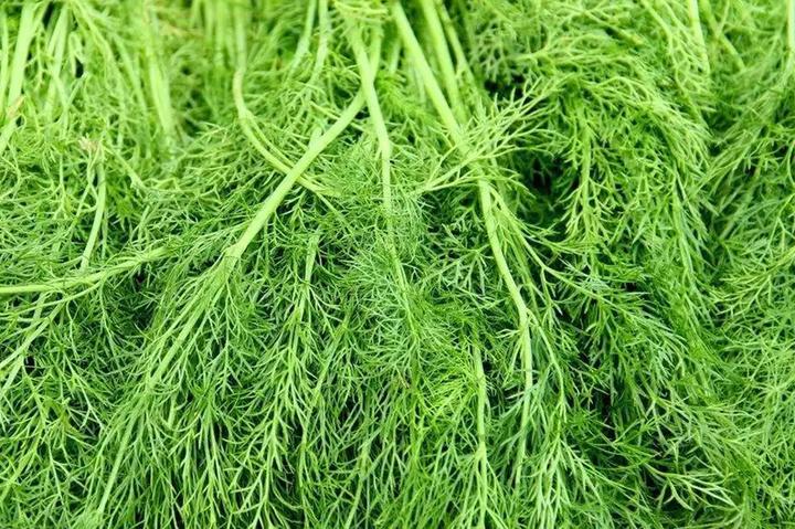芹菜种植技术和管理视频_白芹菜的种植技术视频_芹菜种植视频教程