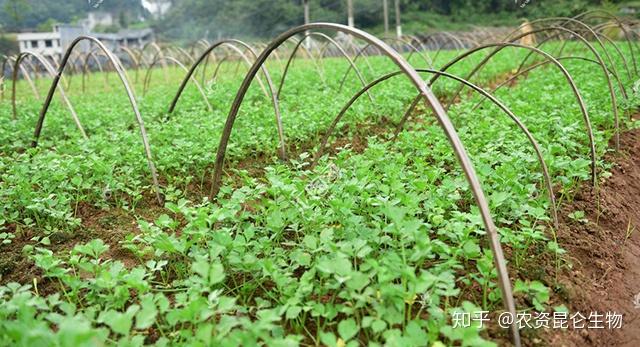 白芹菜的种植技术视频_芹菜怎样种植视频播放_芹菜种植技术和管理视频