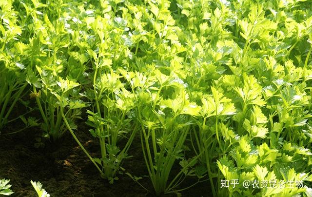 芹菜怎样种植视频播放_芹菜种植技术和管理视频_白芹菜的种植技术视频