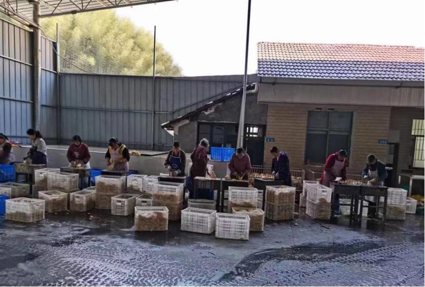 绥宁唐家坊镇：大山里的春笋长成致富林