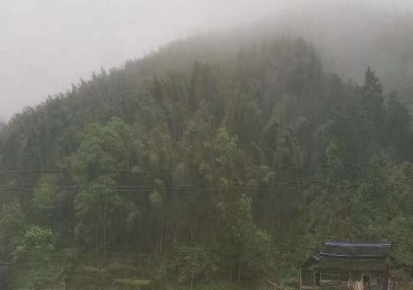 绥宁唐家坊镇：大山里的春笋长成致富林