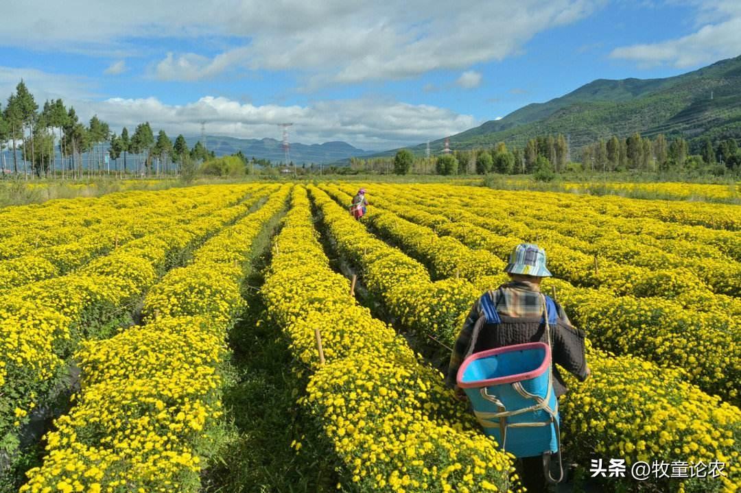 菊花种植技术及效益_最新菊花种植技术_菊花种植方案