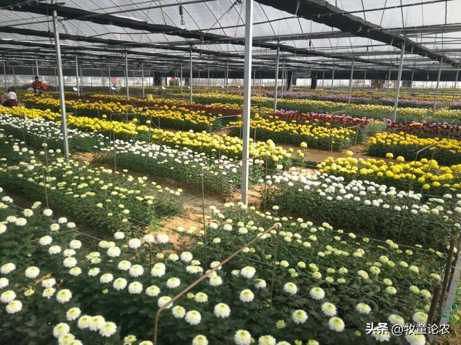 最新菊花种植技术_菊花种植技术及效益_菊花种植方案