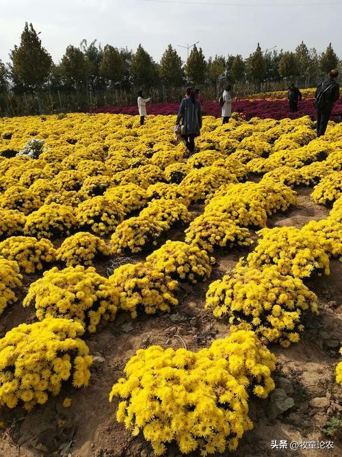 菊花种植技术及效益_菊花种植方案_最新菊花种植技术