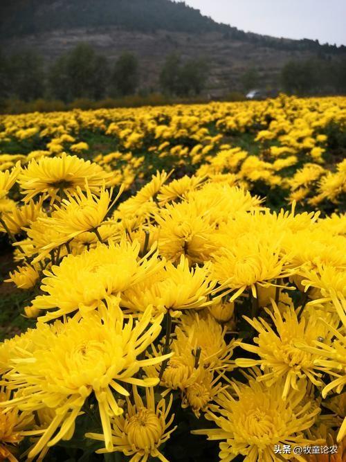 菊花种植技术及效益_菊花种植方案_最新菊花种植技术
