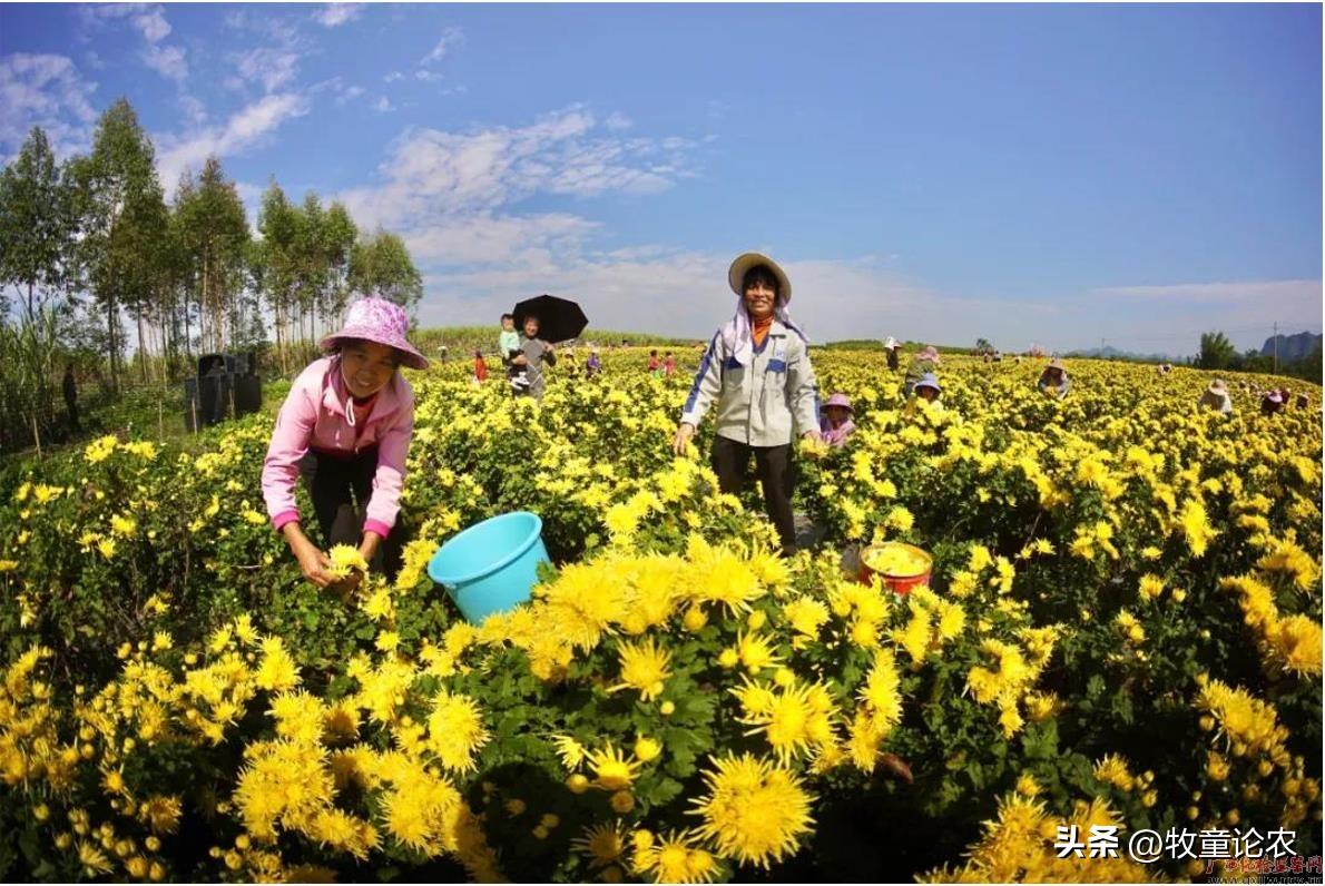 最新菊花种植技术_菊花种植方案_菊花种植技术及效益