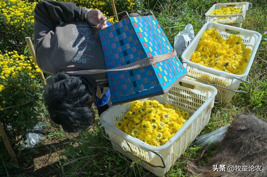 菊花种植方案_最新菊花种植技术_菊花种植技术及效益
