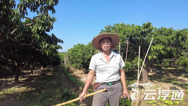 首乌种植视频_首乌种植技术_种植首乌技术有哪些
