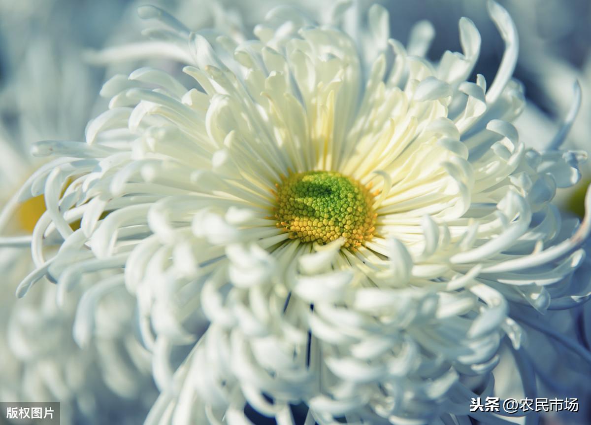 菊花种植最新技术要求_菊花种植最新技术与管理_最新菊花种植技术