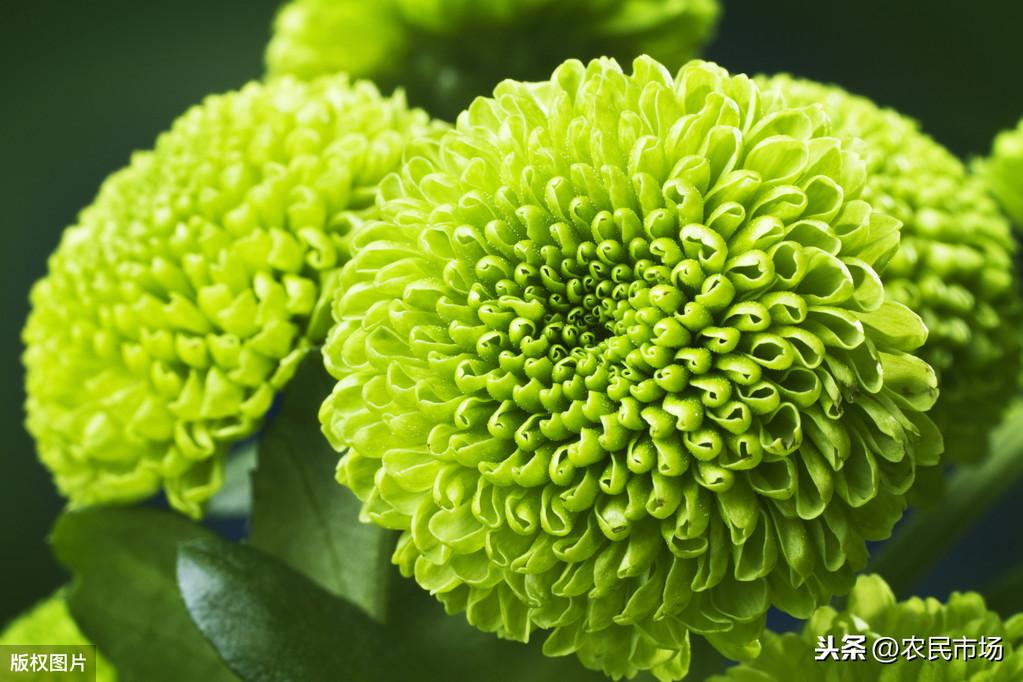 最新菊花种植技术_菊花种植最新技术要求_菊花种植最新技术与管理