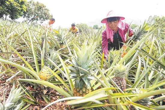 致富创业网搞种植水果_种植致富果视频_致富种植视频全集