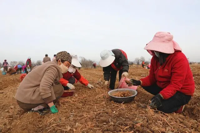 种植药村致富_致富经药材种植_农村致富经中药材种植