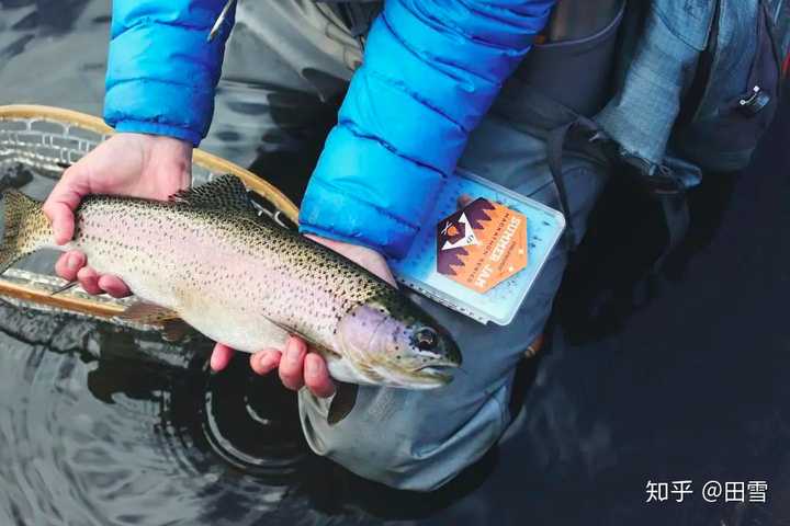 养殖海水鱼和淡水鱼的方法_海水鱼养殖技术视频_罗 鱼海水养殖技术
