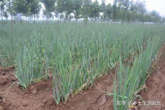 麦茬葱栽什么品种_栽葱苗视频_麦茬葱的种植技术视频