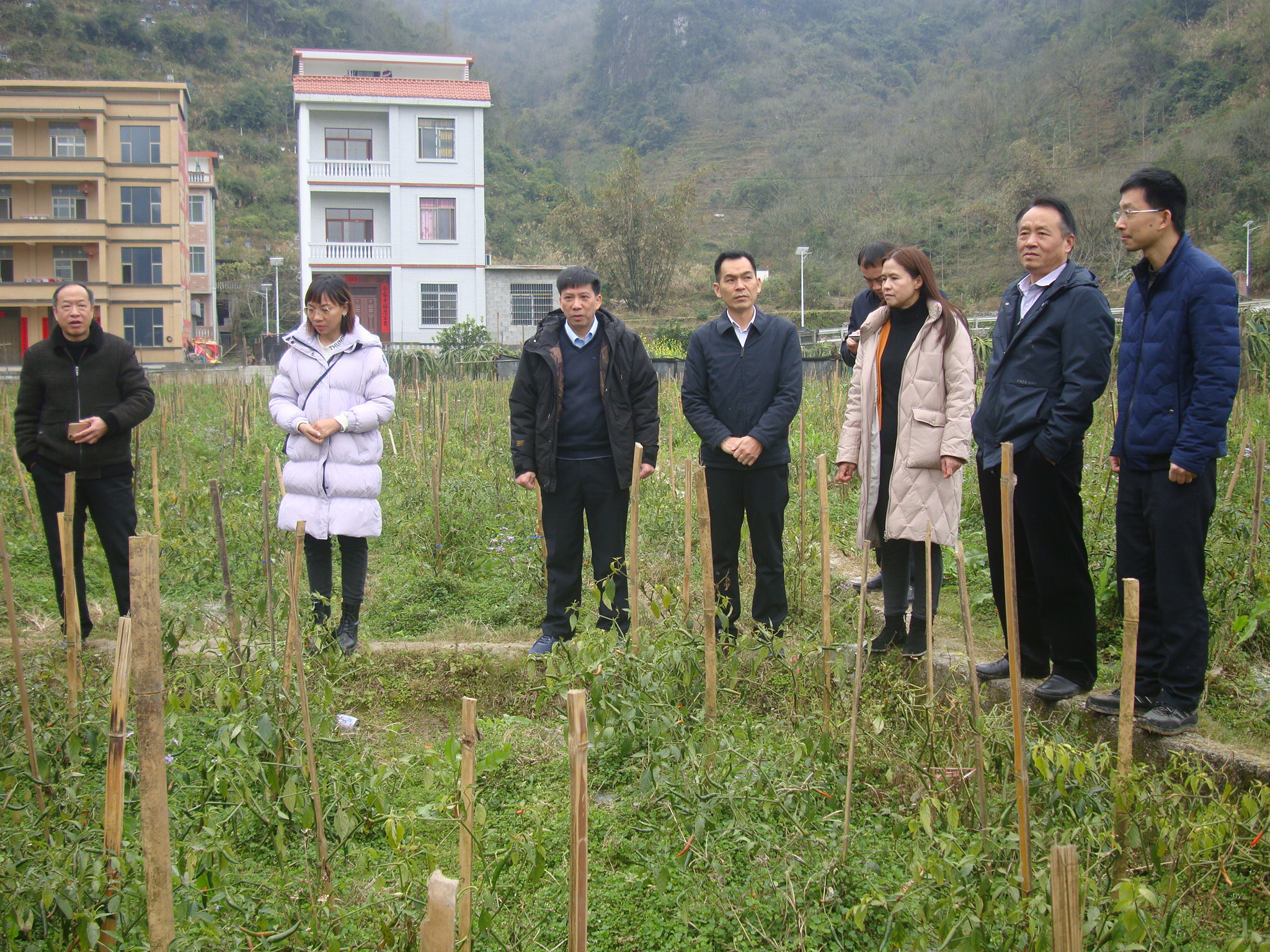 辣椒种植大县广西_河池辣椒种植致富_广西辣椒种植基地