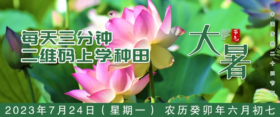 萝卜种植技术视频_北方胡萝卜种植_北京胡萝卜种植技术