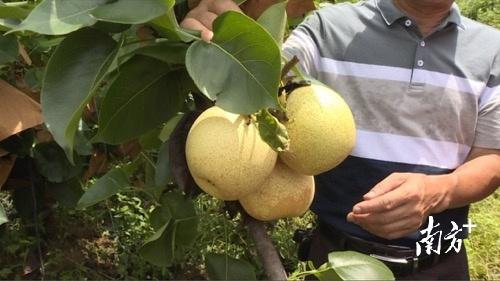 致富种植果金珠怎么样_金珠果适合哪些地方种植_金珠果种植致富