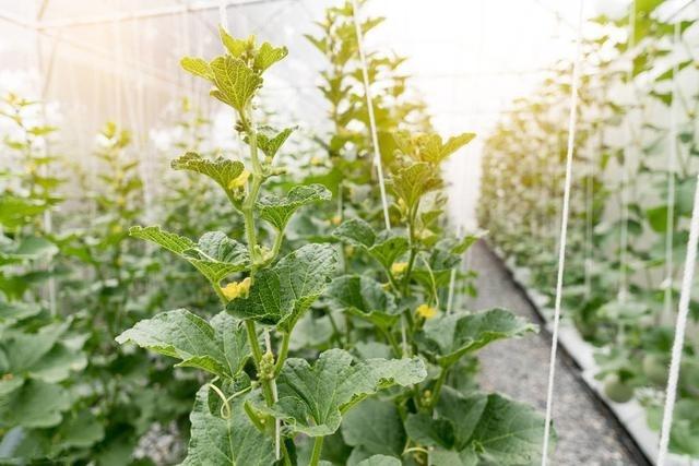 甜瓜种植技术｜甜瓜伸蔓期及结果期生长特点及栽培主要措施
