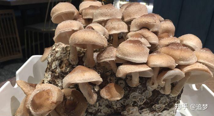 致富种植食用菌怎么样_致富经食用菌种植_致富经食用菌种植视频