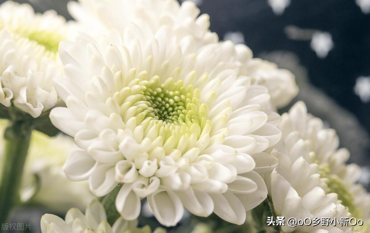 菊花种植技术及效益_最新菊花种植技术_菊花种植最新技术视频