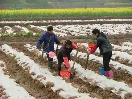 柳林碗团图片_致富经碗团_山西柳林碗团
