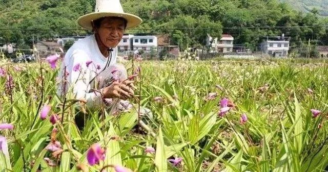 种植药材致富好吗_致富药材种植好做吗_致富药材种植好不好