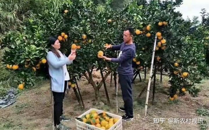 脐橙种植致富案例_种植脐橙赚钱吗_种脐橙利润