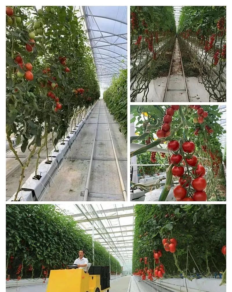 荷花养殖池塘技术要求_池塘荷花养殖技术_荷花池塘种植方法