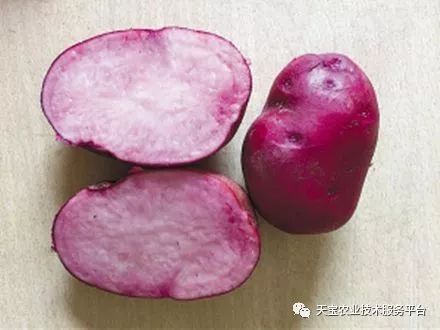马铃薯晒干致富经_晒干的马铃薯片要怎么吃_干制马铃薯