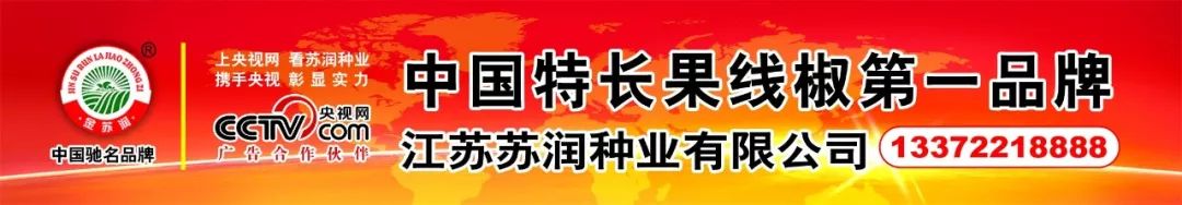 一年卖出2000万！教你如何种出彩色土豆