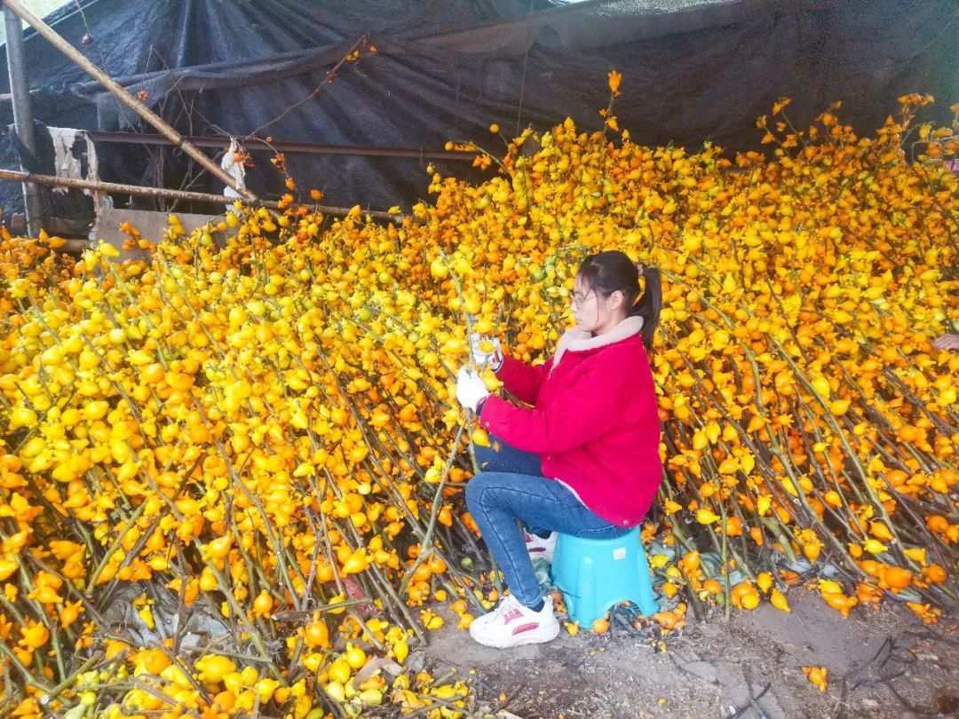 信宜种植什么致富_信宜蔬菜种殖基地_信宜适合种植什么呢