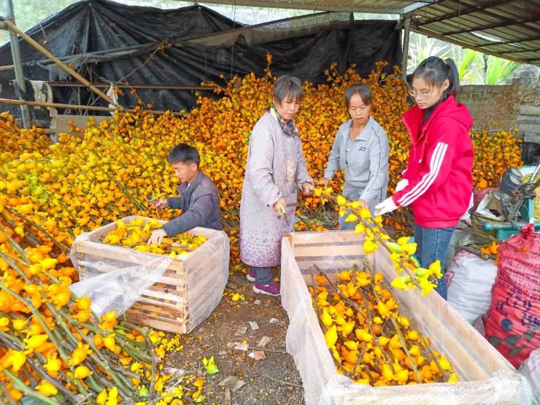 信宜蔬菜种殖基地_信宜适合种植什么呢_信宜种植什么致富