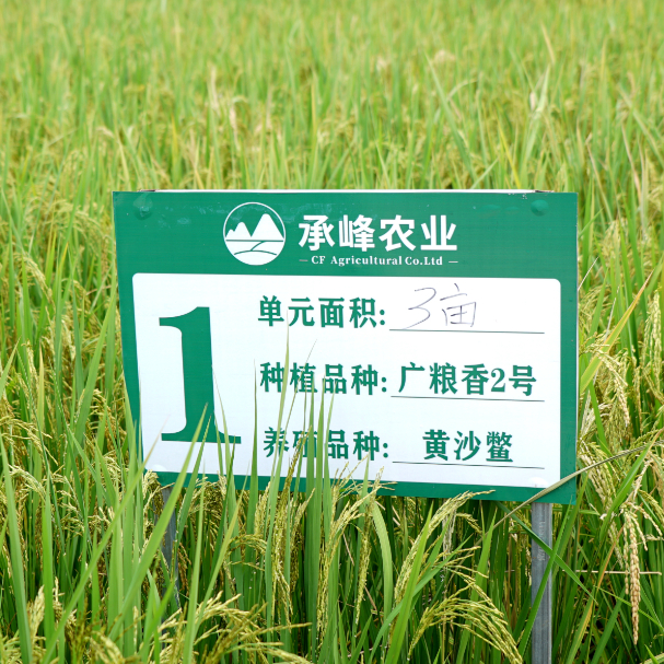 鳄龟养殖致富_致富养殖鳄龟赚钱吗_致富养殖鳄龟怎么样