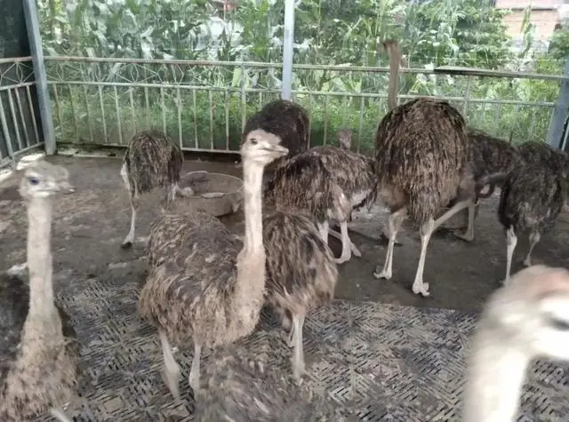 甘肃鸵鸟养殖致富_甘肃鸵鸟养殖加盟_养殖鸵鸟利润怎么样