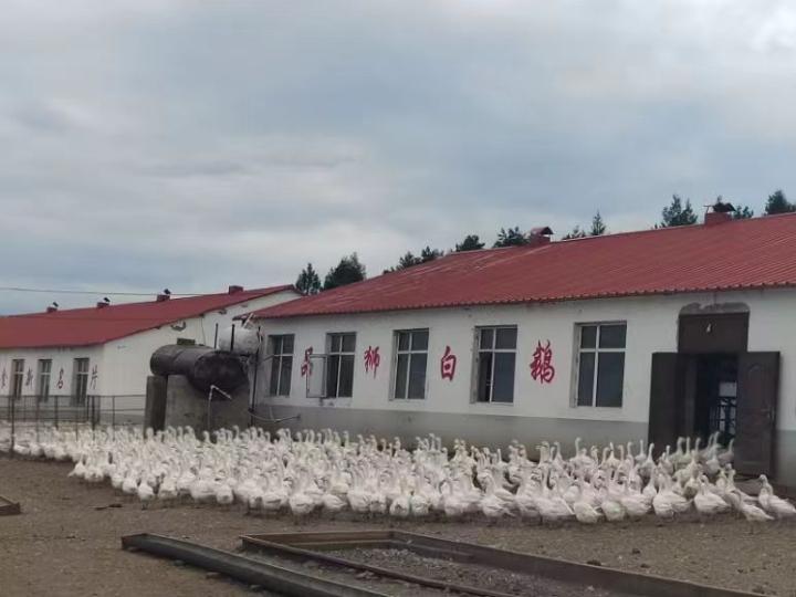养殖东北技术肉鹅视频大全_东北肉鹅养殖技术_东北养殖大鹅的前景和成本